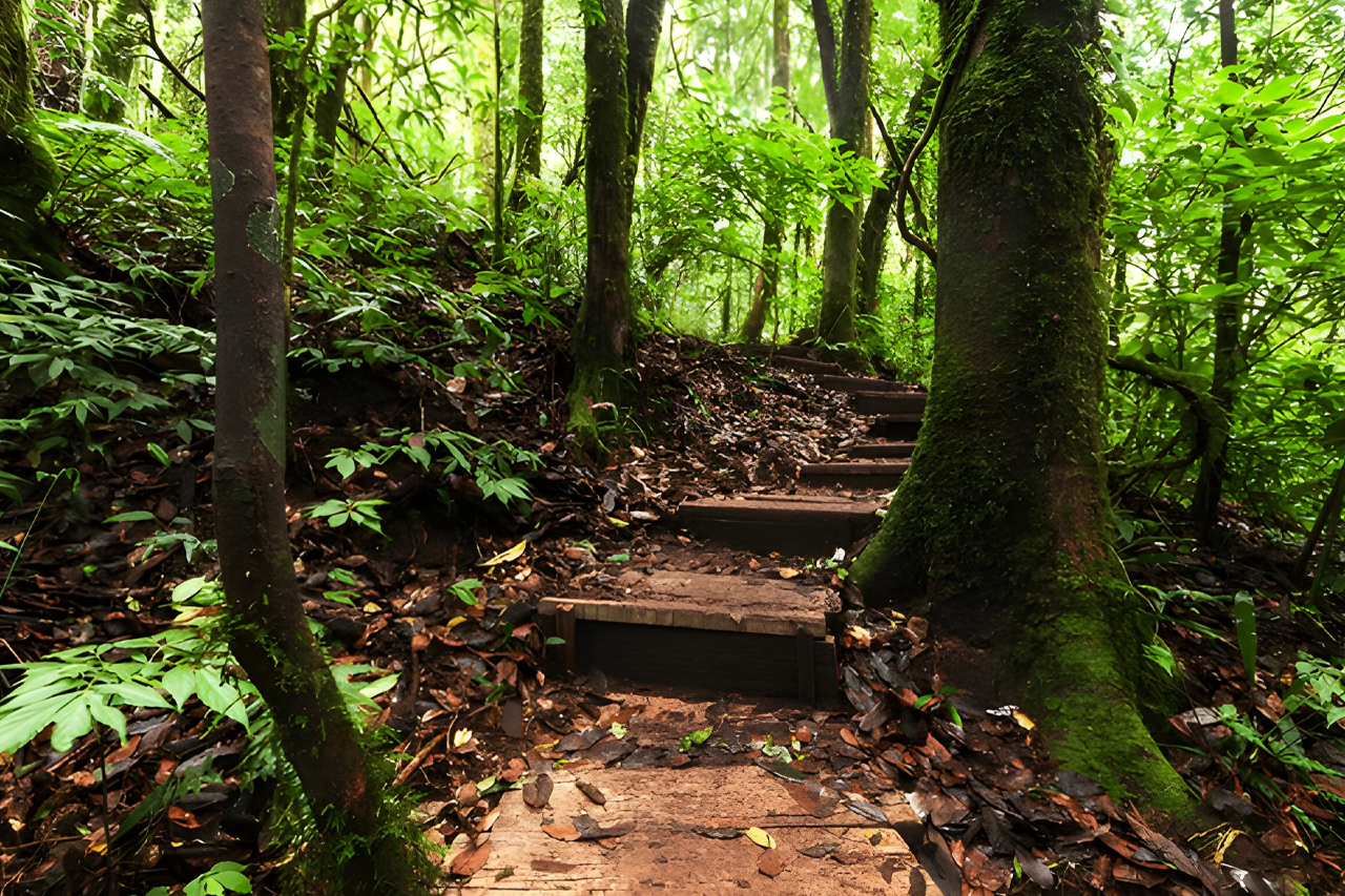 Jungle Trail